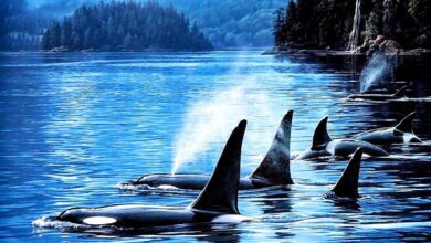 Santiment Onayladı! Kripto Balinaları Bu Haberi Evvelden Satın Alıyordu