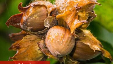 Bitkisel en yüksek yeterlilik fındıkta