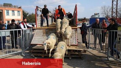 Büyükşehir'den 2. etap damızlık koç dağıtımı
