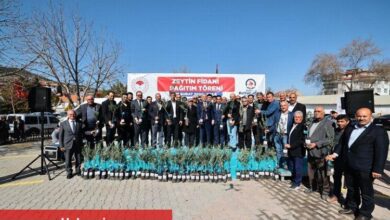 Denizli zeytinde kabuğunu kıracak - Haberois Denizli zeytinde kabuğunu kıracak