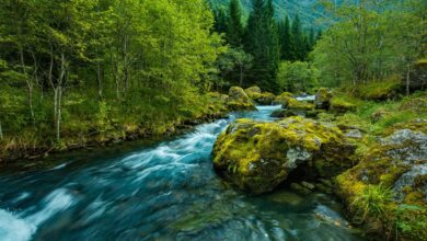 Depresyon ve anksiyete şifası: Ekoterapi!