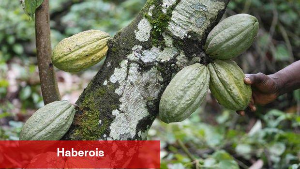 Kakao fiyatı bakırı geçti