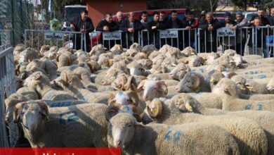 Kocaeli'den damızlık koçlarda 2. etap dağıtım... 500 koç, 150 teke verilecek