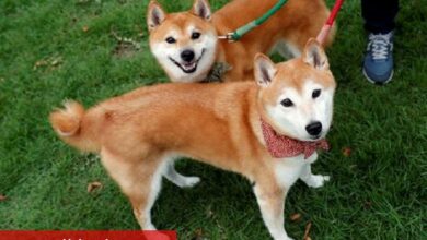 Memecoin piyasasında rekabet iyice kızıştı - Haberois Memecoin piyasasında rekabet iyice kızıştı