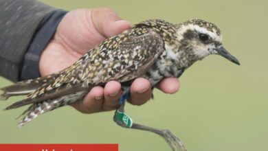 190 türden 24 bin kuş halkalandı - Haberois 190 türden 24 bin kuş halkalandı