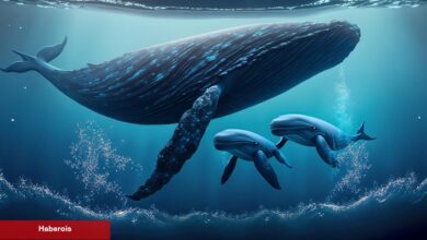 3 Balina Harekete Geçti: WIF Coin Satıp Bu 2’sini Aldılar! - Haberois 3 Balina Harekete Geçti: WIF Coin Satıp Bu 2’sini Aldılar!