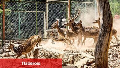 Antalya Doğal Yaşam Parkı, yeni yavrularla coşkulu bir bahar yaşıyor