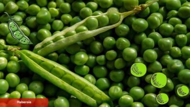 Bezelyenin yararları nelerdir? Bezelye hangi hastalıklara âlâ gelir?