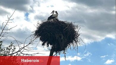 Büyükşehir, leyleklerin yuvasını yıkılmaktan kurtardı