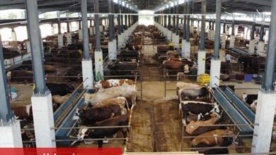 İnegöl Hayvan Pazarı 27 Mayıs'ta kapılarını açıyor - Haberois İnegöl Hayvan Pazarı 27 Mayıs'ta kapılarını açıyor