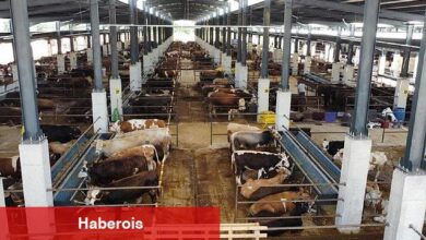 İnegöl Hayvan Pazarının Kotra İhale Tarihi Belli Oldu - Haberois İnegöl Hayvan Pazarının Kotra İhale Tarihi Belli Oldu