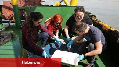 İzmit Körfezi'nde biyoçeşitlilik araştırması sürüyor