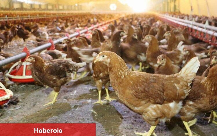 Kümes hayvancılığında büyüme
