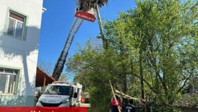 Leyleklerin yuvası yıkılmaktan kurtarıldı