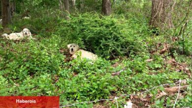 Ölümcül Bir Köpek Saldırısı Elit Westchester Çiftliğini Altüst Ediyor - Haberois Ölümcül Bir Köpek Saldırısı Elit Westchester Çiftliğini Altüst Ediyor