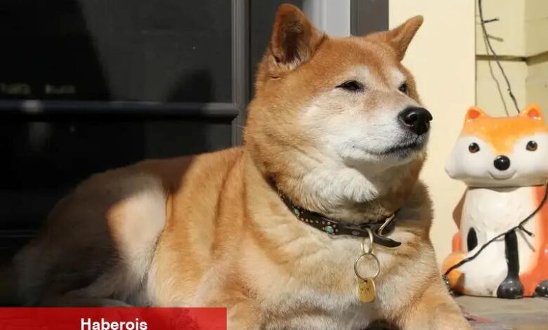 Shiba Inu’dan (SHIB) 12 milyon dolarlık hamle - Haberois Shiba Inu’dan (SHIB) 12 milyon dolarlık hamle