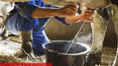 Süt ve süt ürünleri üretiminde artış - Haberois Süt ve süt ürünleri üretiminde artış