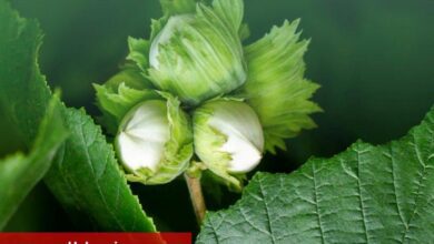 945 milyon TL'lik tarımsal destekler yatırılıyor - Haberois 945 milyon TL'lik tarımsal destekler yatırılıyor