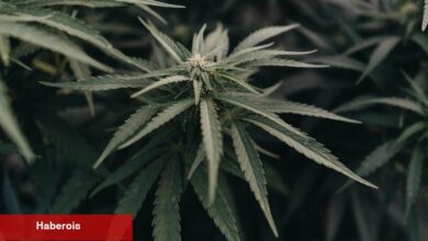 Adalet Bakanlığı Esrarla İlgili Kısıtlamaların Hafifletilmesini Tavsiye Etti - Haberois Adalet Bakanlığı Esrarla İlgili Kısıtlamaların Hafifletilmesini Tavsiye Etti