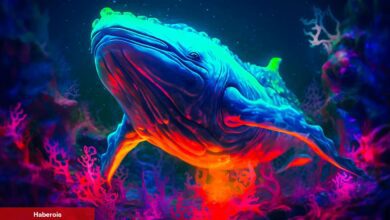 Balinalar IMX Coin ve Bu 9’una Yöneldi!