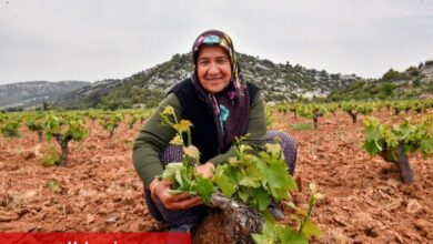 Çiftçinin yüzü organikle gülüyor