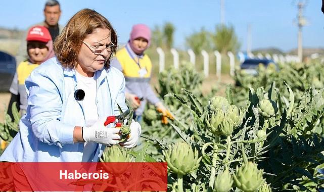 Didim Belediye Başkanı Hatice Gençay, Didim Belediyesi'ne ait tarlada yetiştirilen enginarların hasadına katıldı - Haberois Didim Belediye Başkanı Hatice Gençay, Didim Belediyesi'ne ait tarlada yetiştirilen enginarların hasadına katıldı