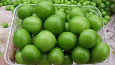 Eriğin şifa dolu dünyası: Sıhhat ve lezzet bir ortada - Haberois Eriğin şifa dolu dünyası: Sıhhat ve lezzet bir ortada