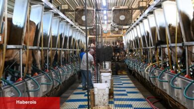 Federal Testler Canlı Kuş Gribi İçermeyen Pastörize Süt Ürünleri Onayladı - Haberois Federal Testler Canlı Kuş Gribi İçermeyen Pastörize Süt Ürünleri Onayladı