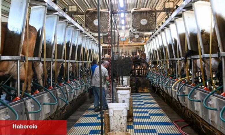 Federal Testler Canlı Kuş Gribi İçermeyen Pastörize Süt Ürünleri Onayladı - Haberois Federal Testler Canlı Kuş Gribi İçermeyen Pastörize Süt Ürünleri Onayladı