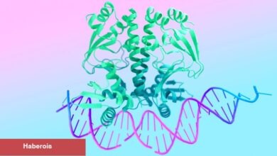 Google, İnsan Moleküllerinin Davranışını Tahmin Etmek İçin Yapay Zekayı Tanıttı - Haberois Google, İnsan Moleküllerinin Davranışını Tahmin Etmek İçin Yapay Zekayı Tanıttı