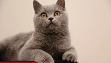 Konutta kedi beslemenin artıları ve riskleri