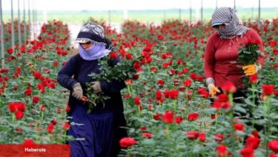 Sıcak havalar gül hasadını hızlandırdı: Tarlada 3 TL dükkanda 30 TL internette 50 TL! - Haberois Sıcak havalar gül hasadını hızlandırdı: Tarlada 3 TL dükkanda 30 TL internette 50 TL!