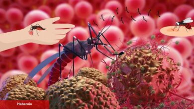 Uzmanından 'sıtma' uyarısı: Bu belirtiler varsa çabucak hastaneye koşun! Sıtma belirtileri neler? - Haberois Uzmanından 'sıtma' uyarısı: Bu belirtiler varsa çabucak hastaneye koşun! Sıtma belirtileri neler?