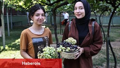 Bağcılar'da bağ bozumu zamanı - Haberois Bağcılar'da bağ bozumu zamanı