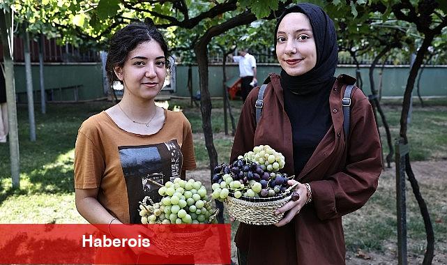 Bağcılar'da bağ bozumu zamanı - Haberois Bağcılar'da bağ bozumu zamanı