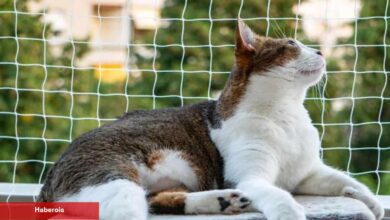 Balkonlarda güvenliğin sembolü: Balkon Filesi! Balkon filesi nasıl takılır? - Haberois Balkonlarda güvenliğin sembolü: Balkon Filesi! Balkon filesi nasıl takılır?