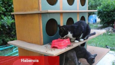 Bayraklı'da pati evlerinin sayısı artıyor - Haberois Bayraklı'da pati evlerinin sayısı artıyor