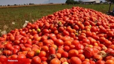 Bursa’da salça sezonu sürüyor - Haberois Bursa’da salça sezonu sürüyor