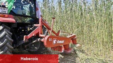 İzmir'de İlk Defa İzinli ve Kontrollü Olarak Lif ve Tohum Üretimi Amacıyla Yetiştirilen Kenevirin Hasadı Gerçekleştirildi - Haberois İzmir'de İlk Defa İzinli ve Kontrollü Olarak Lif ve Tohum Üretimi Amacıyla Yetiştirilen Kenevirin Hasadı Gerçekleştirildi