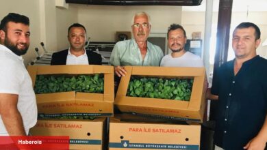 İzmit'te 500 bine yakın lahana fidesi dağıtıldı - Haberois İzmit'te 500 bine yakın lahana fidesi dağıtıldı