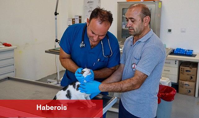 Karşıyaka'da yangından kurtarılan can dostlar emin ellerde - Haberois Karşıyaka'da yangından kurtarılan can dostlar emin ellerde