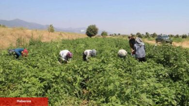 Kavurucu sıcağın altında kuvvetli mesai! O tarlada ellerini asla yüzlerine bile süremiyorlar