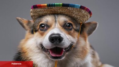 Köpek sahibi olmanın yararları - Haberois Köpek sahibi olmanın yararları