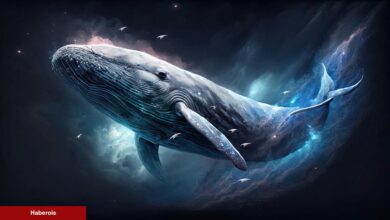 Kripto Balinaları Ağustos’ta Çantalarını Bu 3 Altcoin ile Dolduruyor! - Haberois Kripto Balinaları Ağustos’ta Çantalarını Bu 3 Altcoin ile Dolduruyor!