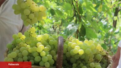 Lezzetiyle meşhur üzümlerin hasadına başlandı - Haberois Lezzetiyle meşhur üzümlerin hasadına başlandı