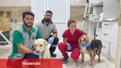 O can dostlara Menemen'de şefkat eli - Haberois O can dostlara Menemen'de şefkat eli