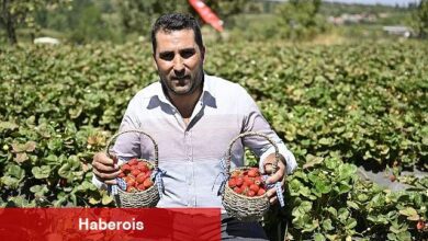 Ödemişte Organik Çilek Projesi İlk Meyvelerini Verdi - Haberois Ödemişte Organik Çilek Projesi İlk Meyvelerini Verdi