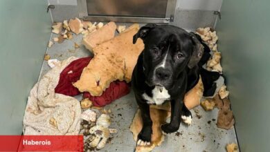 Queens'te 75 Milyon Dolarlık Hayvan Barınağı Açıldı. Zaten Bunalmış. - Haberois Queens'te 75 Milyon Dolarlık Hayvan Barınağı Açıldı. Zaten Bunalmış.