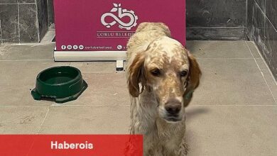 Sevimli Dostlarımız Yeni Bir Başlangıç İçin Sizi Bekliyor! - Haberois Sevimli Dostlarımız Yeni Bir Başlangıç İçin Sizi Bekliyor!