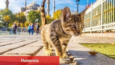 2024 sonbaharı geçen yıla kıyasla soğuk ve kurak geçecek - Haberois 2024 sonbaharı geçen yıla kıyasla soğuk ve kurak geçecek